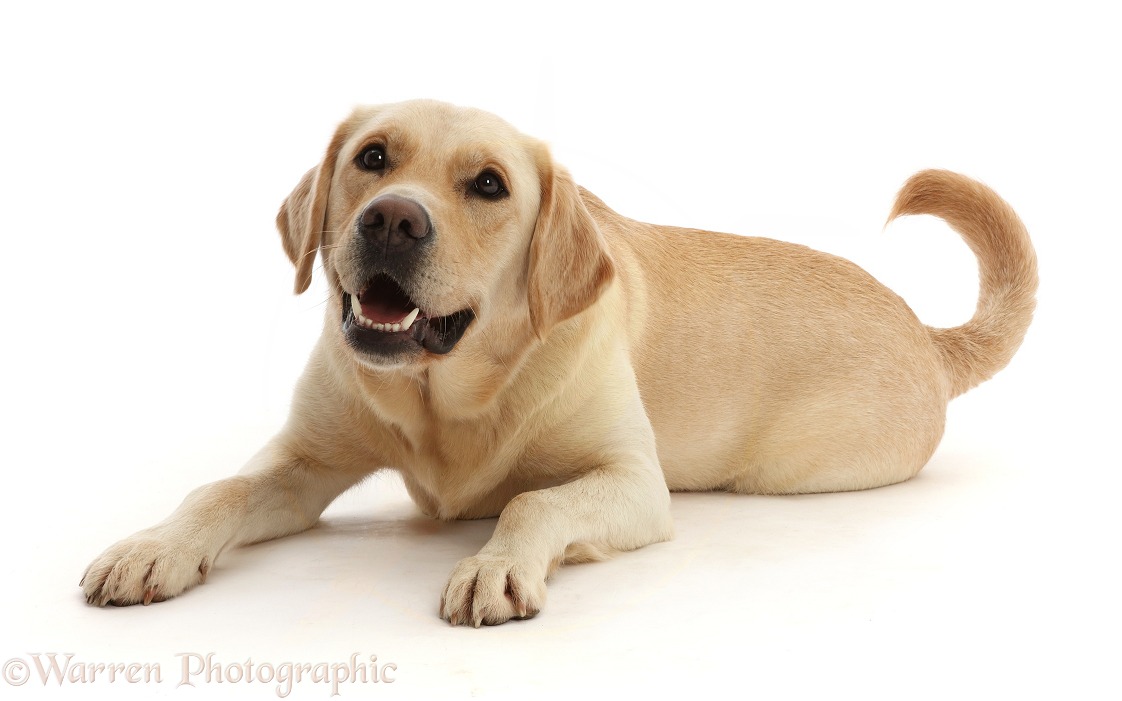 Yellow Goldidor Retriever dog, Bucky, 2 years old, white background