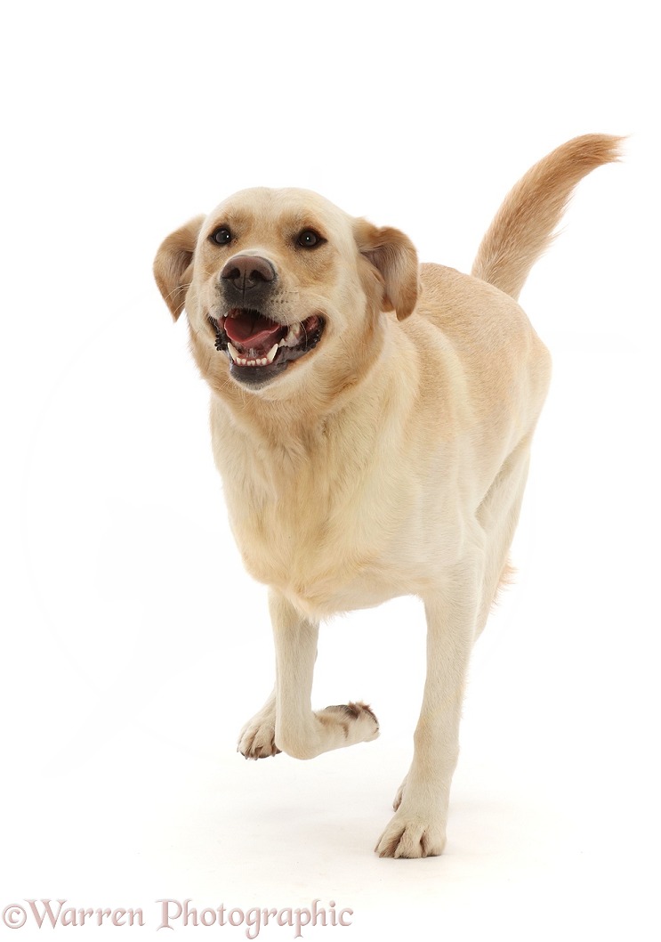 Yellow Goldidor Retriever dog, Bucky, 2 years old, running, white background