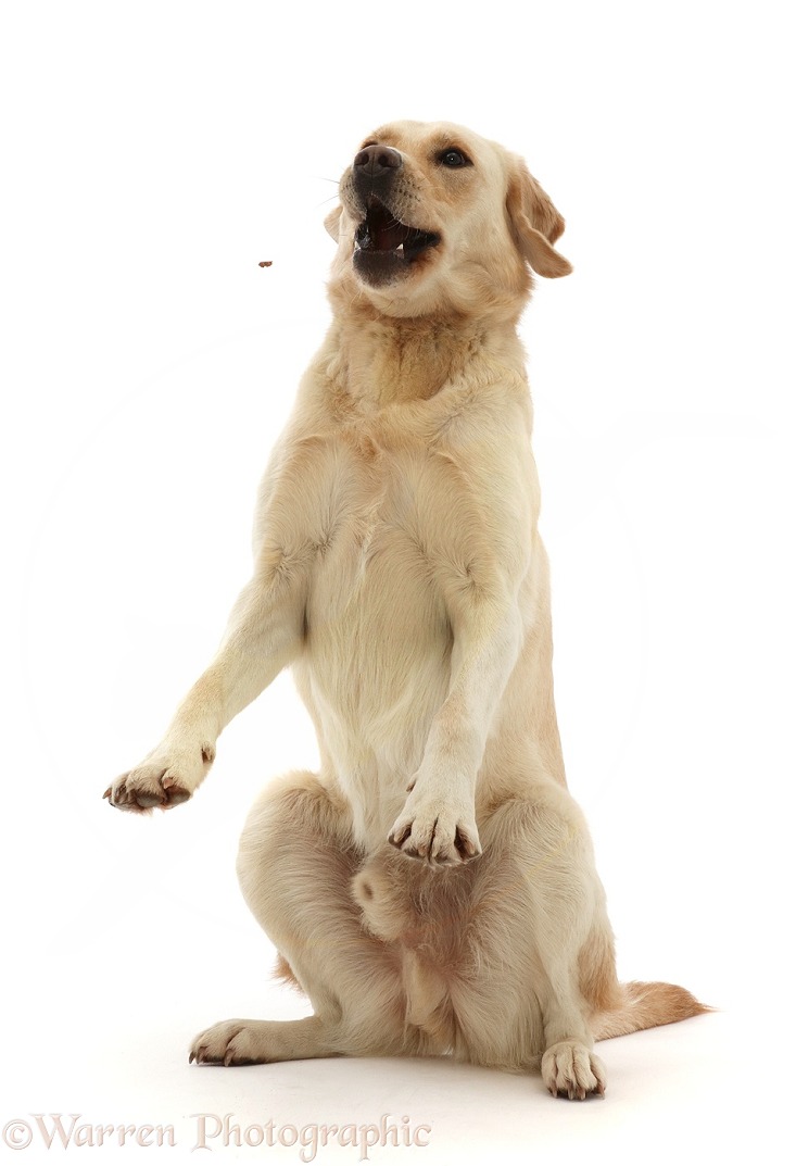 Yellow Goldidor Retriever dog, Bucky, 2 years old, trying to catch a treat, white background