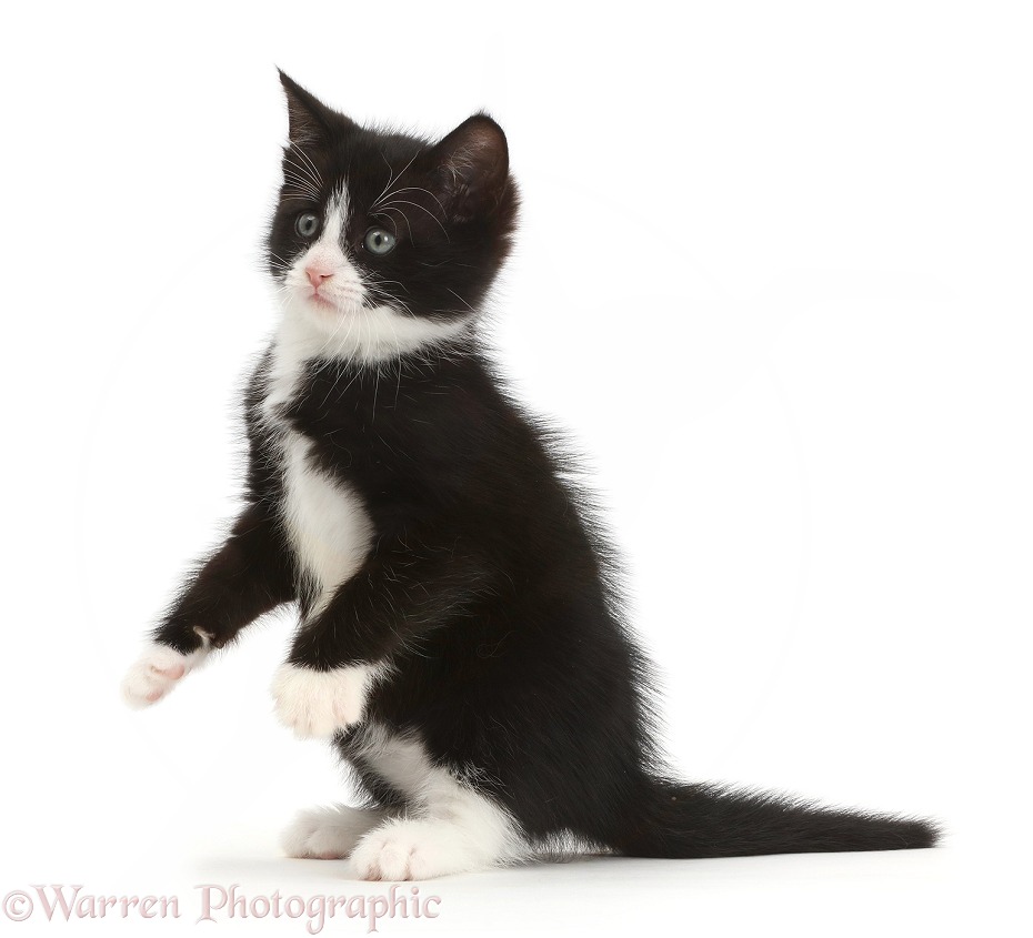Black-and-white kitten, Solo, 6 weeks old, sitting up, white background