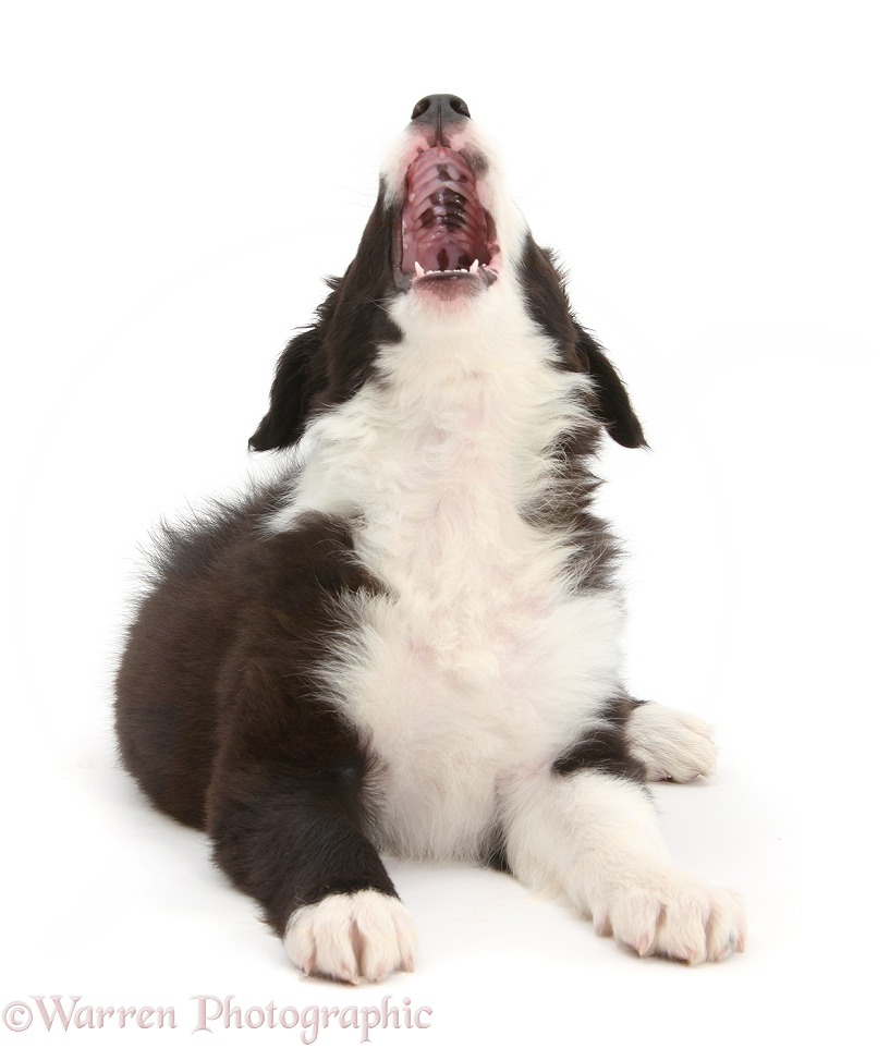 Black-and-white Border Collie pup, Gus, yawning, white background