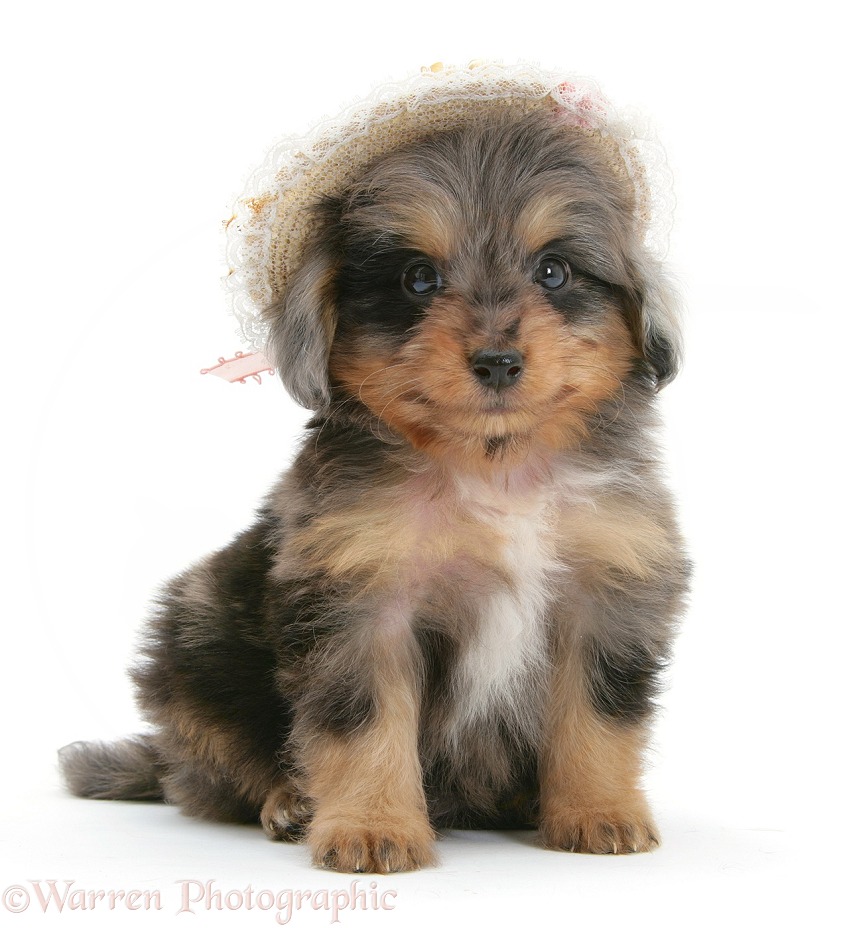 Shetland Sheepdog x Poodle pup, 7 weeks old, wearing a straw hat, white background
