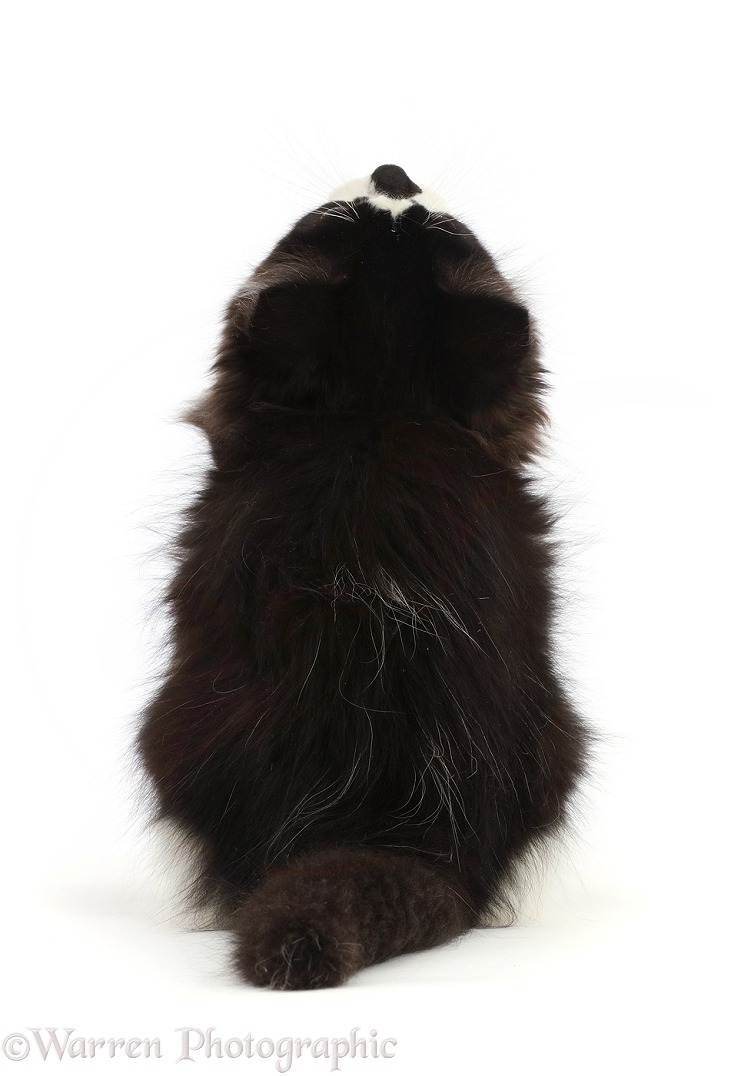 Black-and-white kitten sitting, viewed from behind, white background