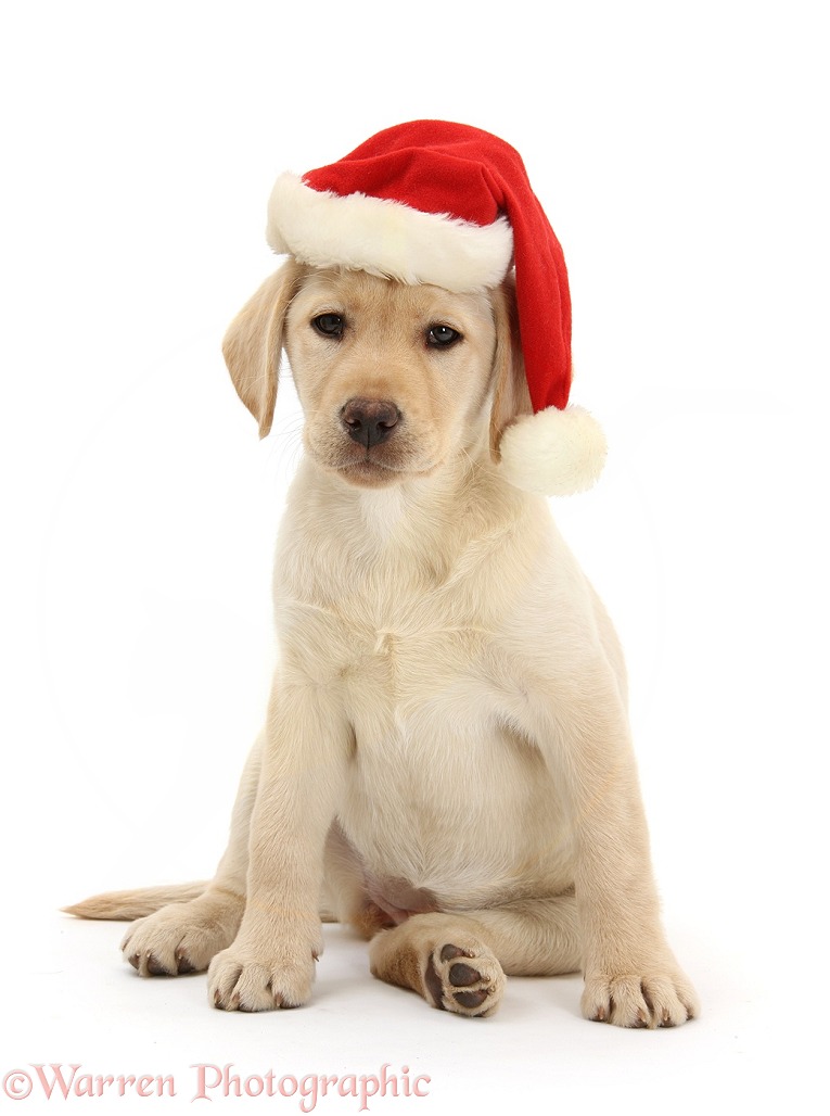Yellow Labrador Retriever bitch pup, 10 weeks old, wearing a Father Christmas hat, white background