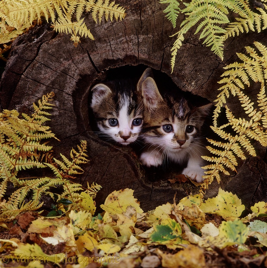Feral tabby kittens, 6 weeks old, looking out of their hollow log nursery