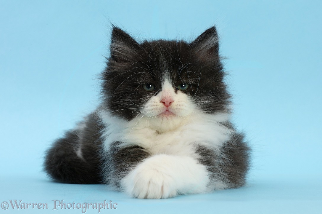 Black-and-white Persian x Ragdoll kitten, 7 weeks old, on blue background