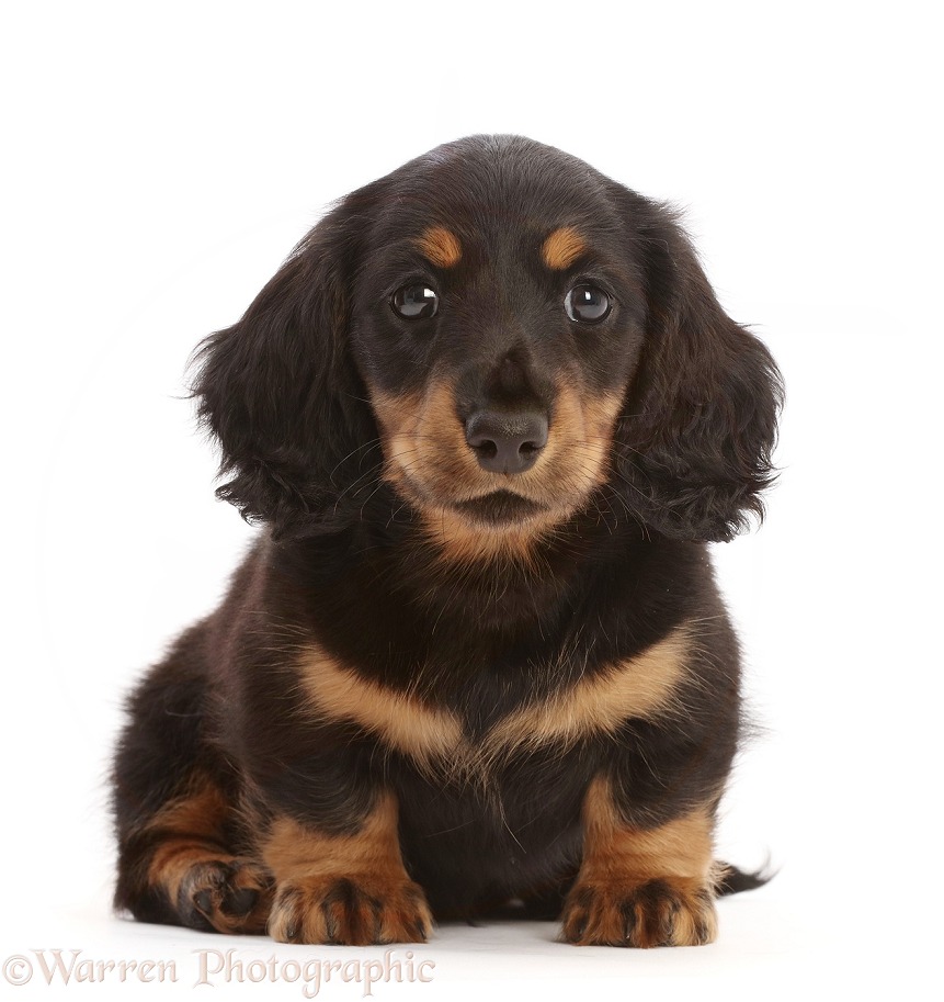 Long-haired Tricolour Dachshund puppy, 7 weeks old, white background