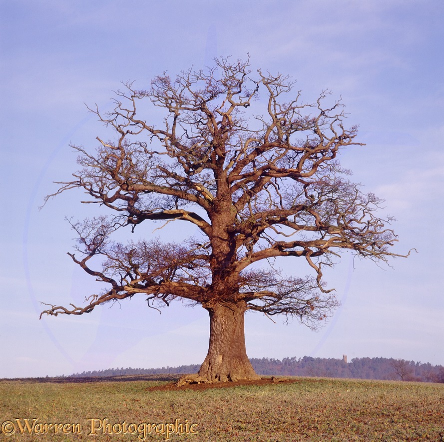 English Oak (Quercus robur) - Winter (05-12-1997).  Surrey, England