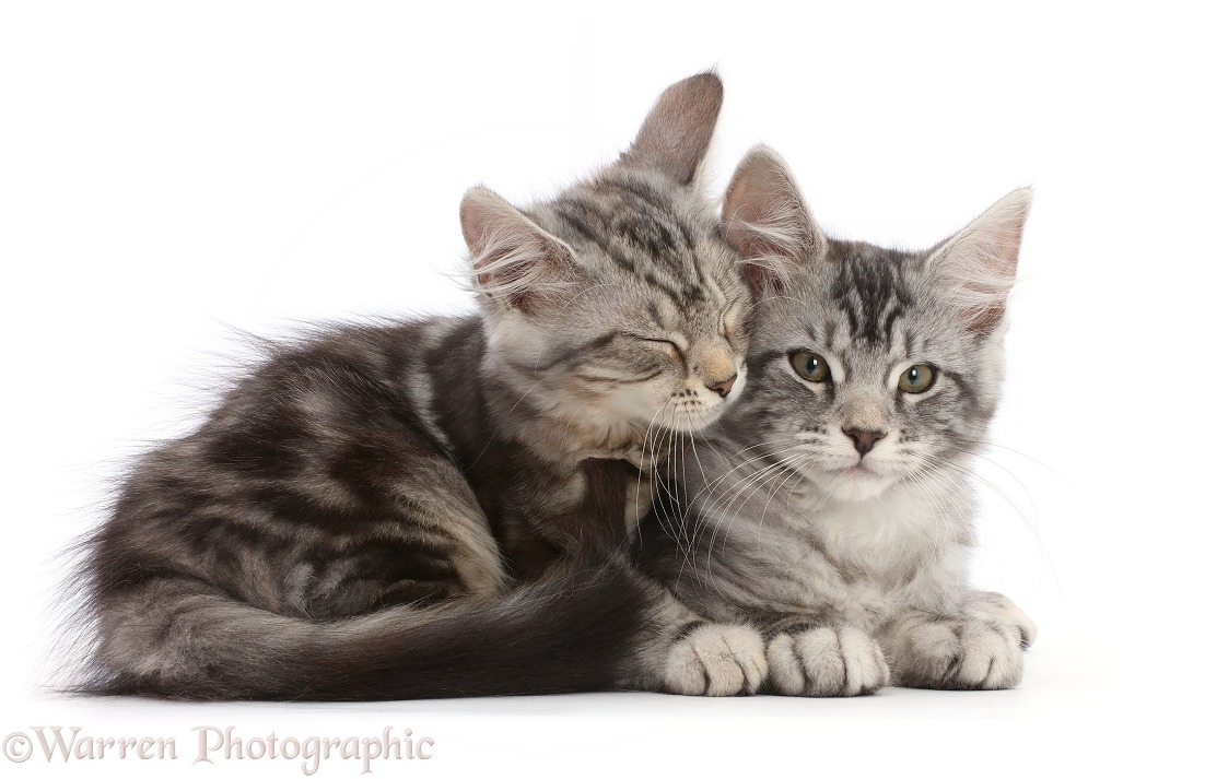 Silver tabby kittens, Freya and Blaze, 12 weeks old, snuggling, white background