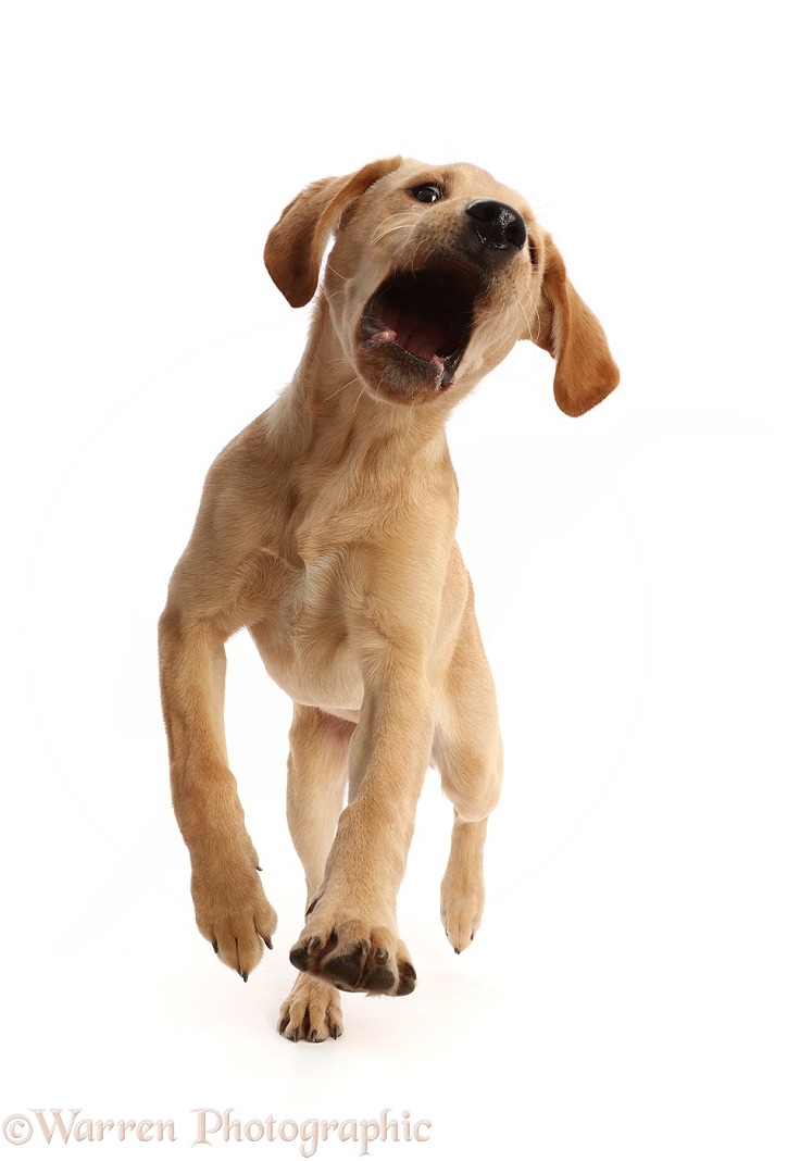 Yellow Labrador puppy, 4 months old, jumping forward, white background