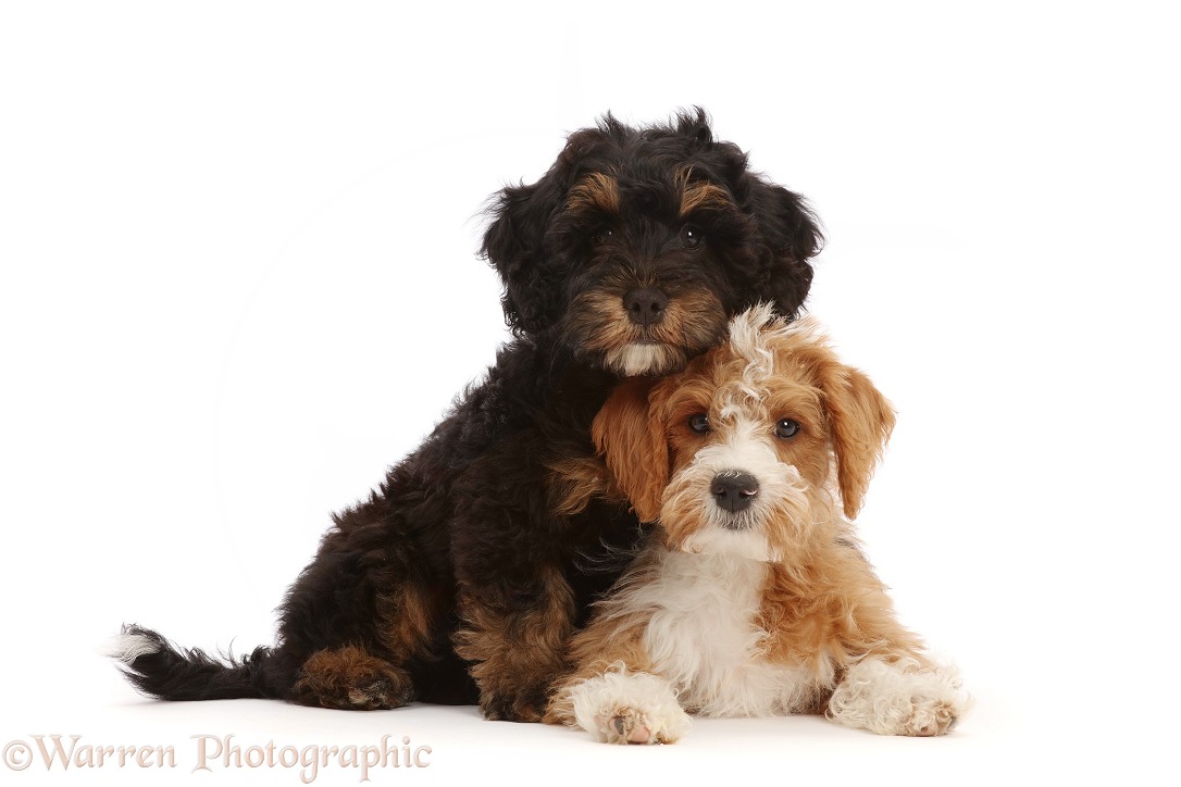 Poodle-cross puppies, Gummy Bean and Nerd, 3 months old, lounging together, white background