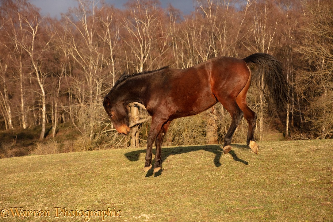 Bay Warmblood Gelding, 10 years old, bucking