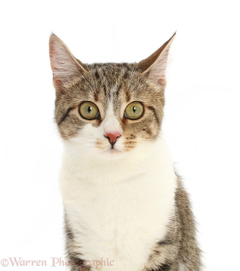 Tabby-and-white cat, portrait, white background