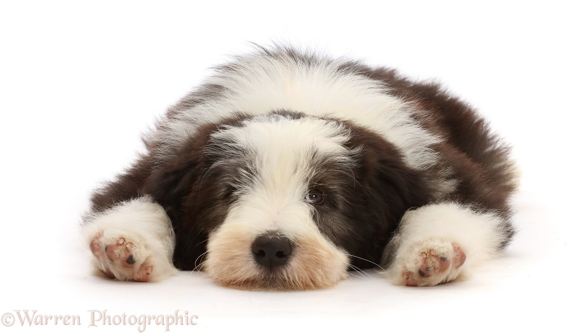 Bearded Collie puppy, Oreo, 10 weeks old, lying with chin on floor, white background