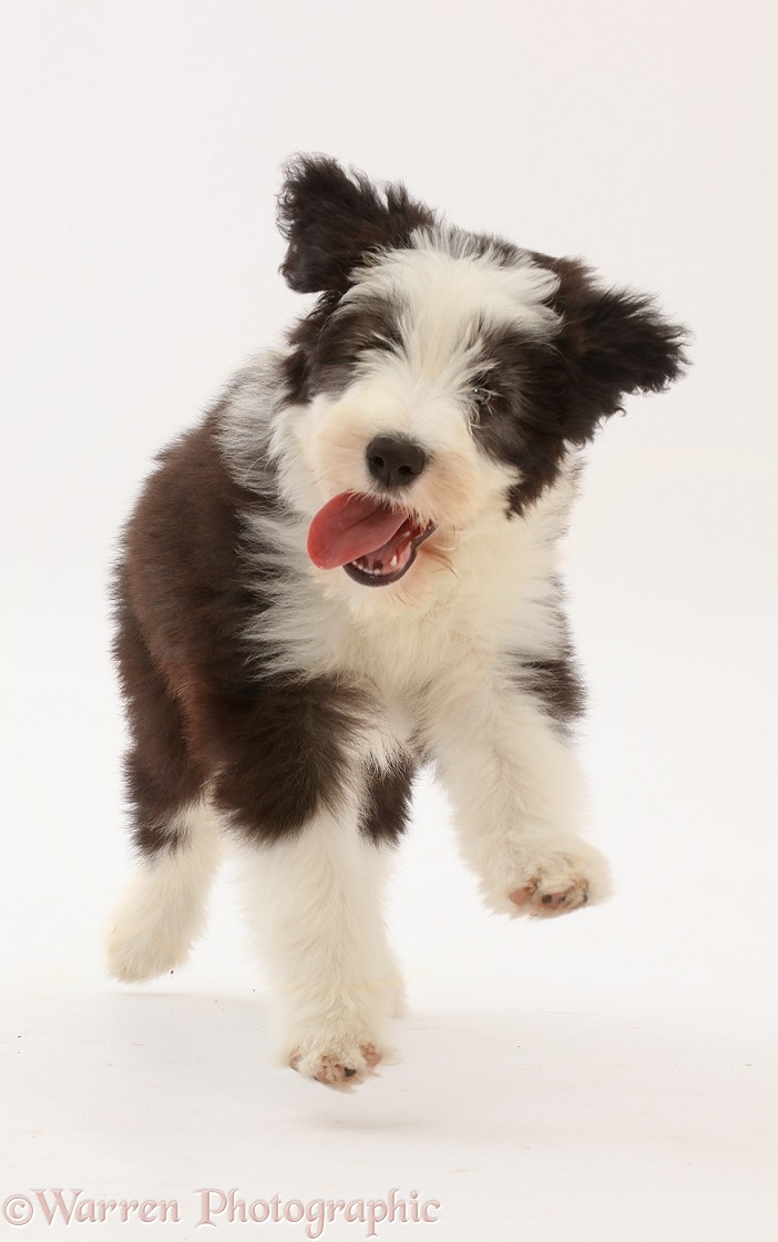 Bearded Collie puppy, Oreo, 10 weeks old, running, white background
