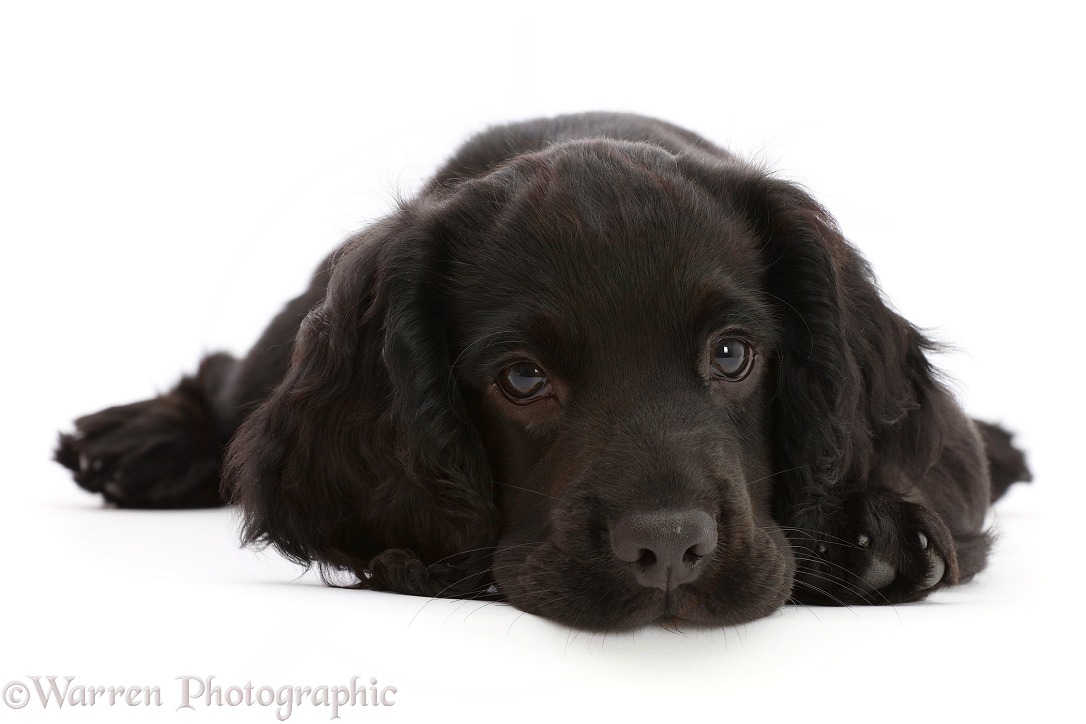 Black Cocker Spaniel puppy, lying with chin on the floor, white background