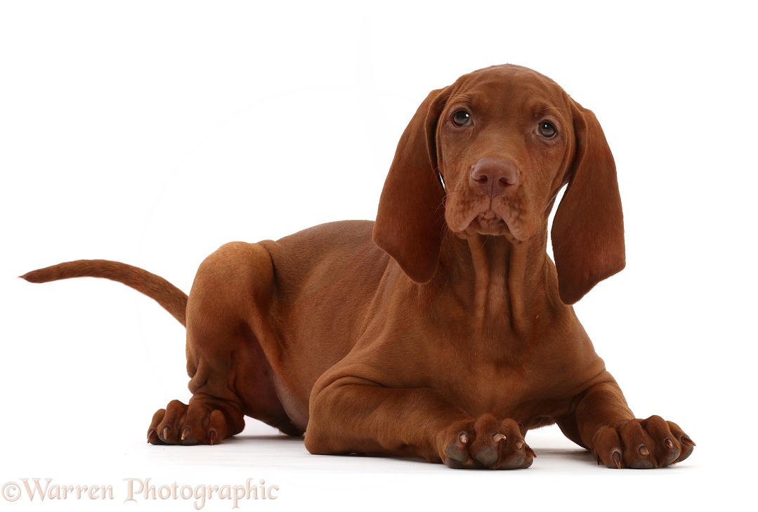 Vizsla puppy, lying with head up, white background
