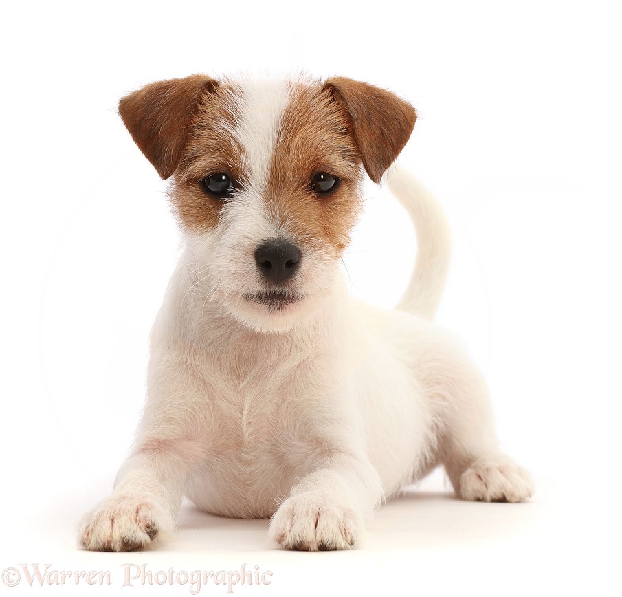 Tan-and-white Jack Russell Terrier puppy, lying head up, white background