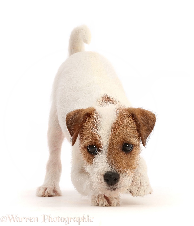 Tan-and-white Jack Russell Terrier puppy, in play-bow, white background