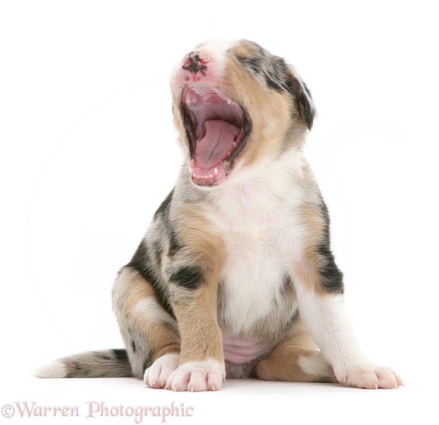 Merle Border Collie pup yawning, white background