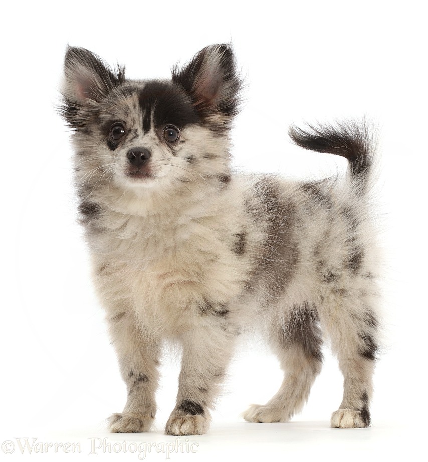 Pomchi puppy, Demi, 3 months old, white background