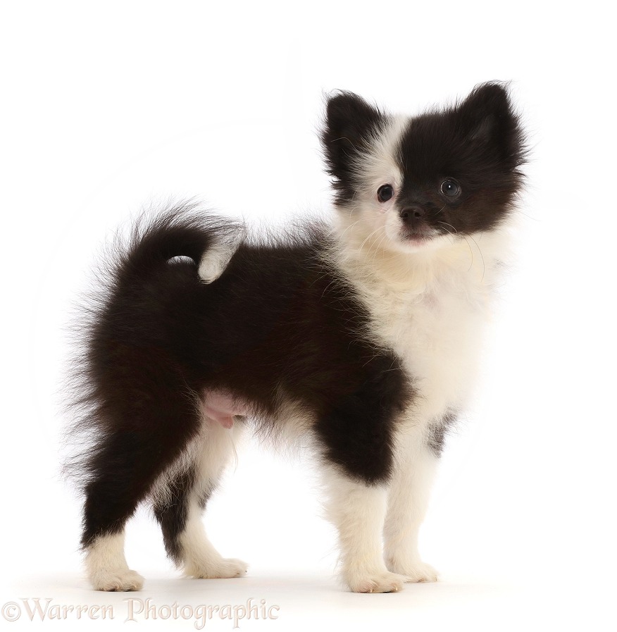 Pomchi (Pomeranian x Chihuahua) puppy, Grub, 11 weeks old, standing, white background