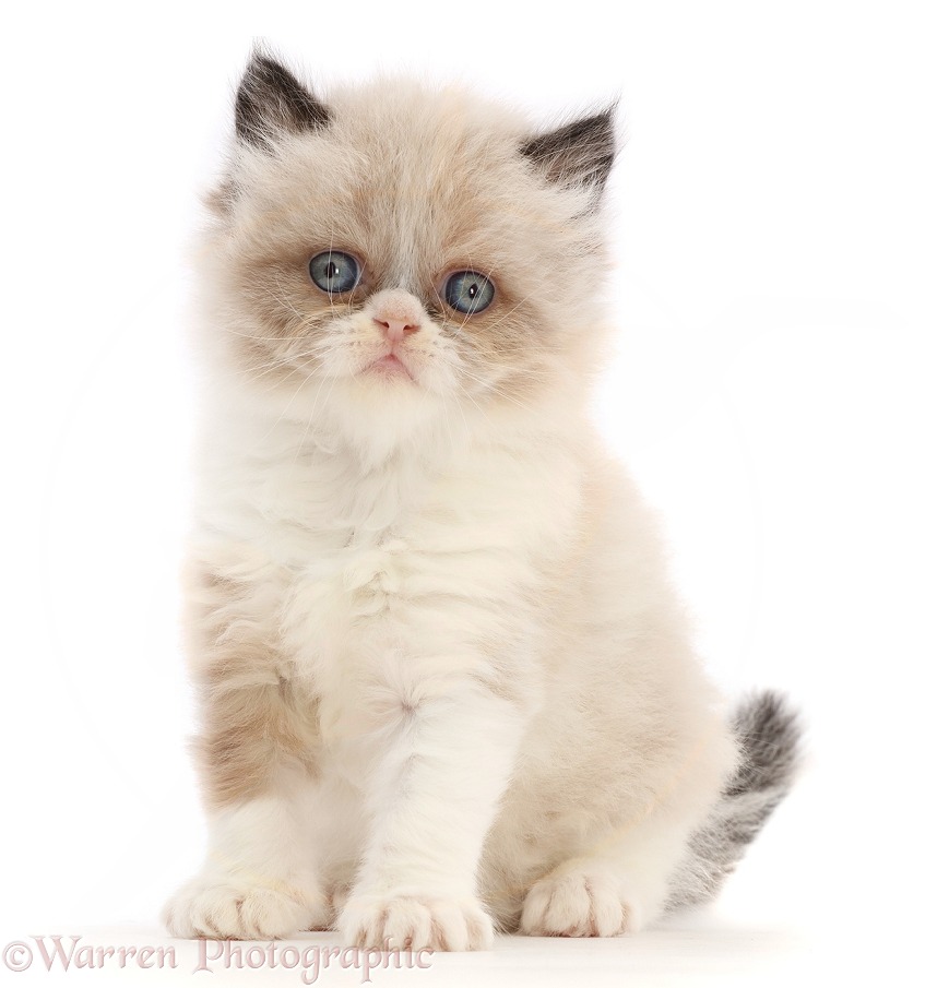 Persian-cross kitten, 6 weeks old, sitting, white background