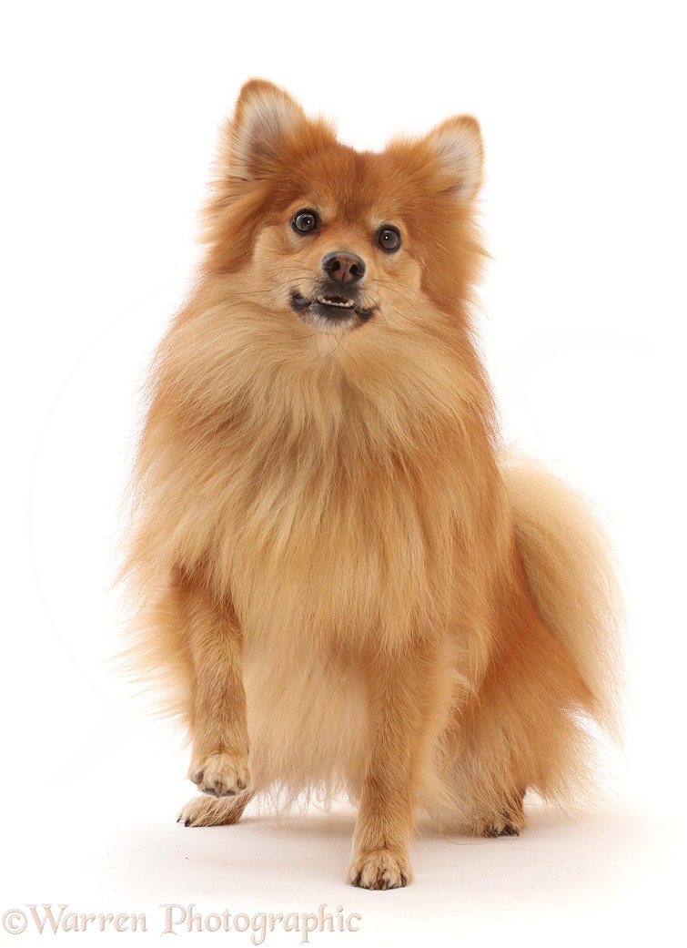Pomeranian x Spitz dog, Yogi, 3 years old, standing, white background