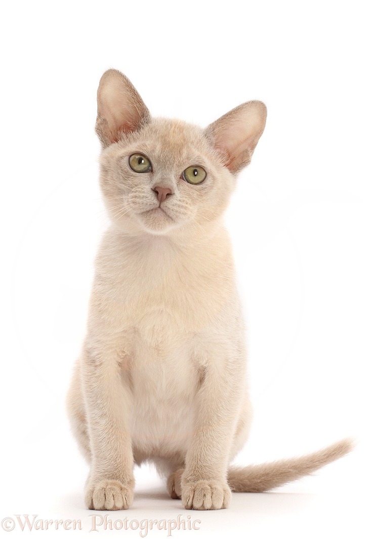 Lilac Burmese kitten, sitting, white background