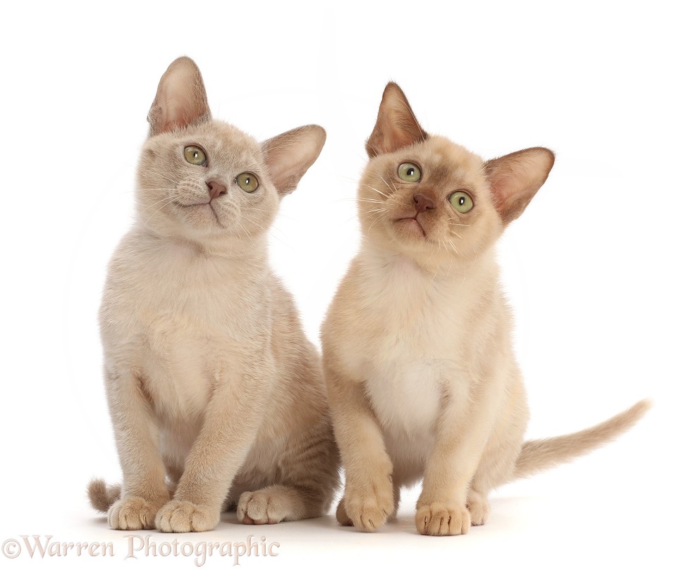 Two Burmese kittens, one Lilac (left) and the other Chocolate, white background
