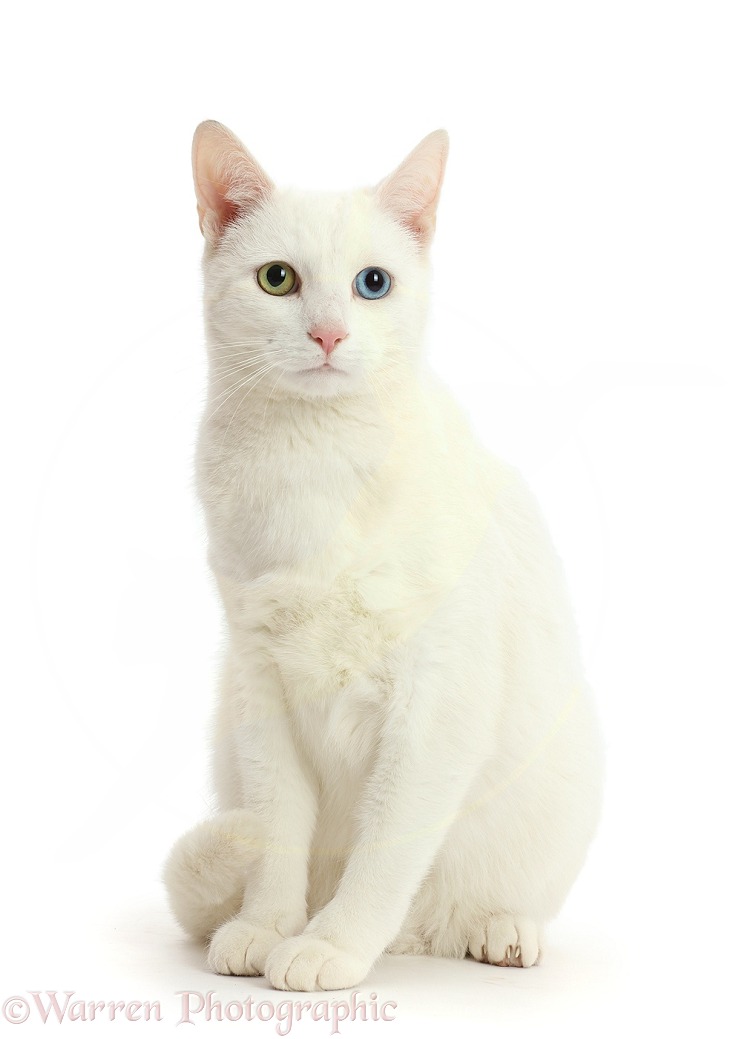White cat with different coloured eyes, one yellow and one blue, white background