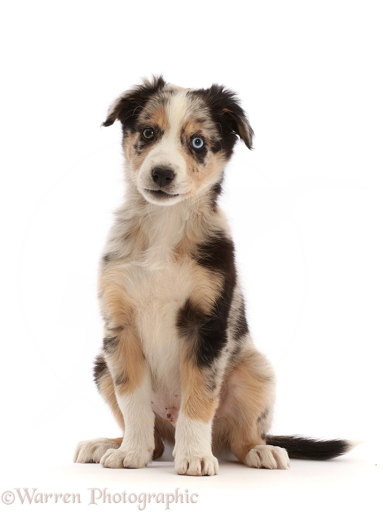 Border Collie x Bearded Collie puppy, Shady, 8 weeks old, sitting, white background
