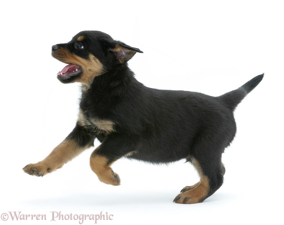 Rottweiler pup, 8 weeks old, running across, white background