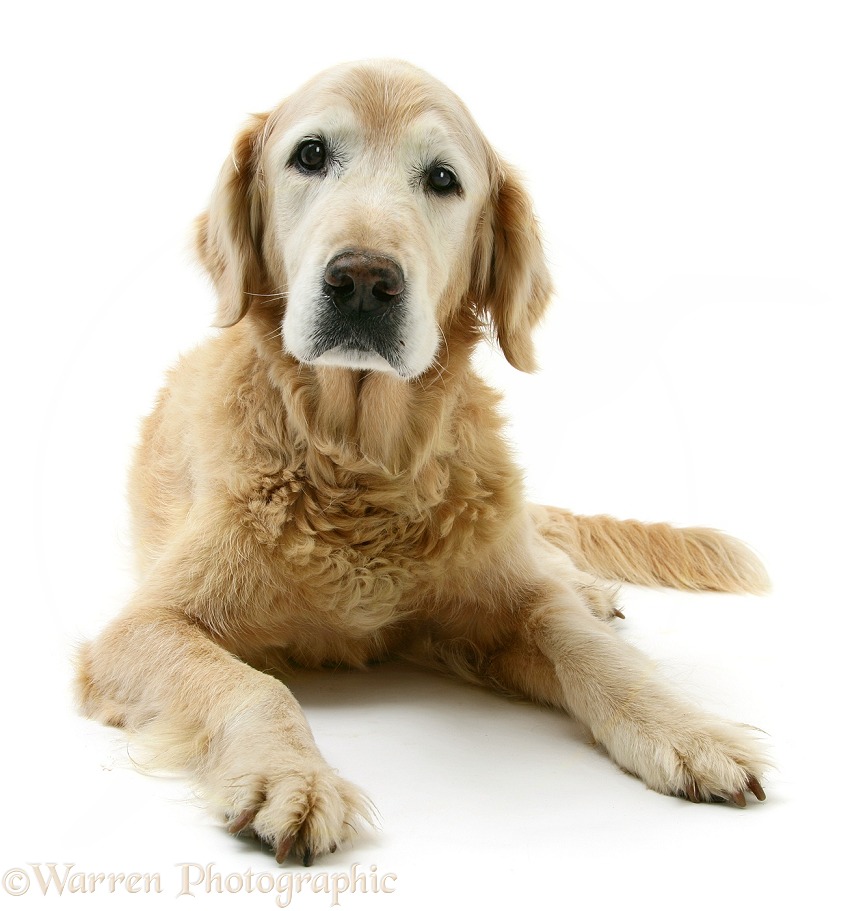 Elderly Golden Retriever bitch, Missy, 13 years old, white background