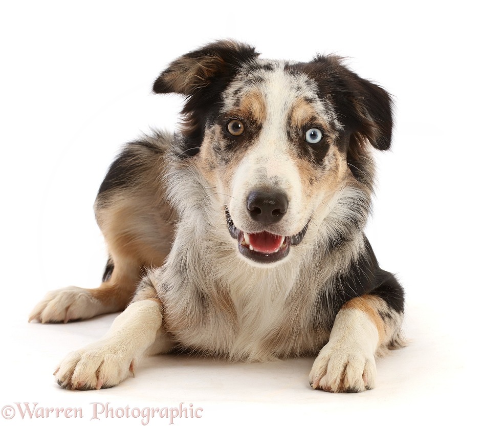 Border Collie x Bearded Collie dog, Shady, 6 months old, lying with head up, white background