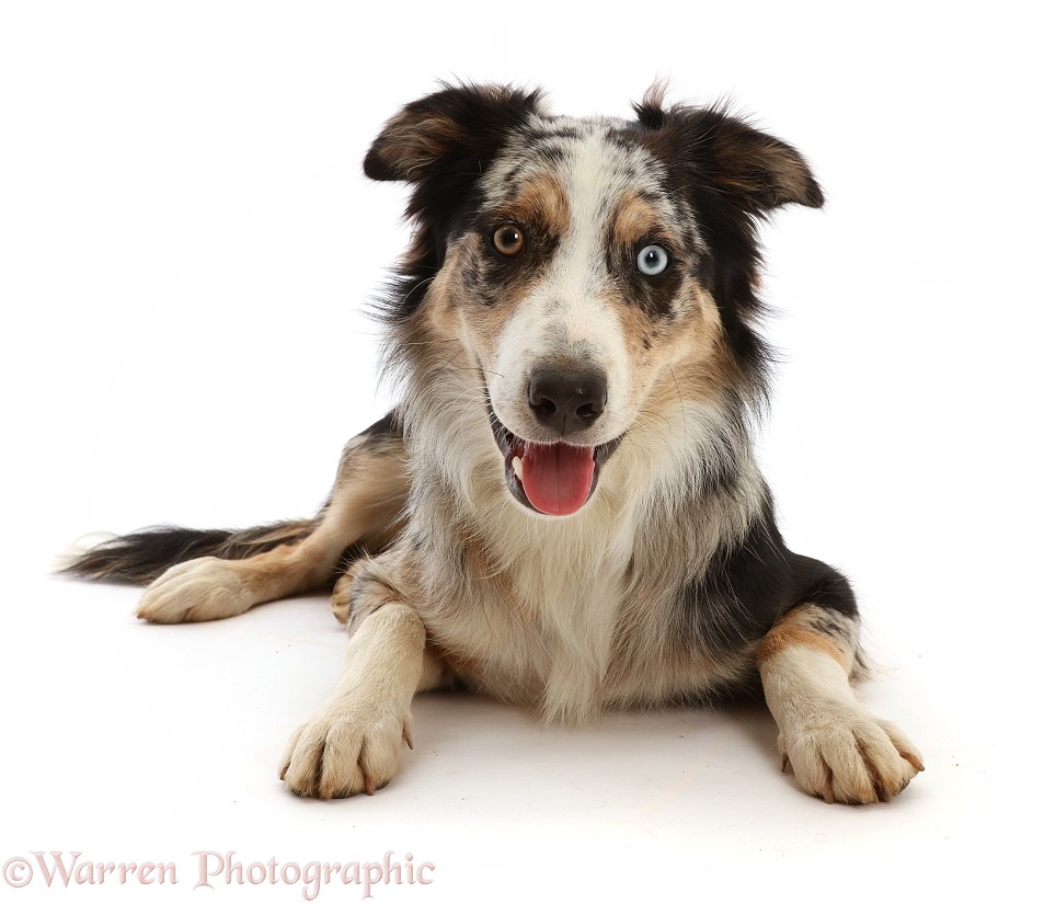 Border Collie x Bearded Collie dog, Shady, 6 months old, lying with head up, white background