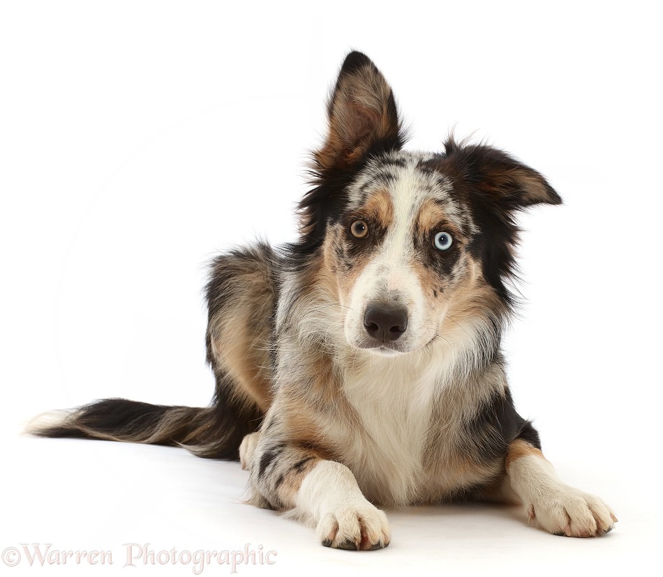 Border Collie x Bearded Collie dog, Shady, 7 months old, lying with head up, white background
