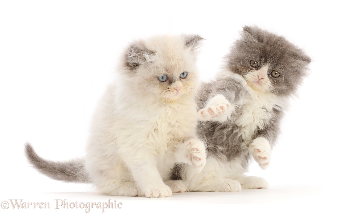 Two playful Persian cross kittens, white background