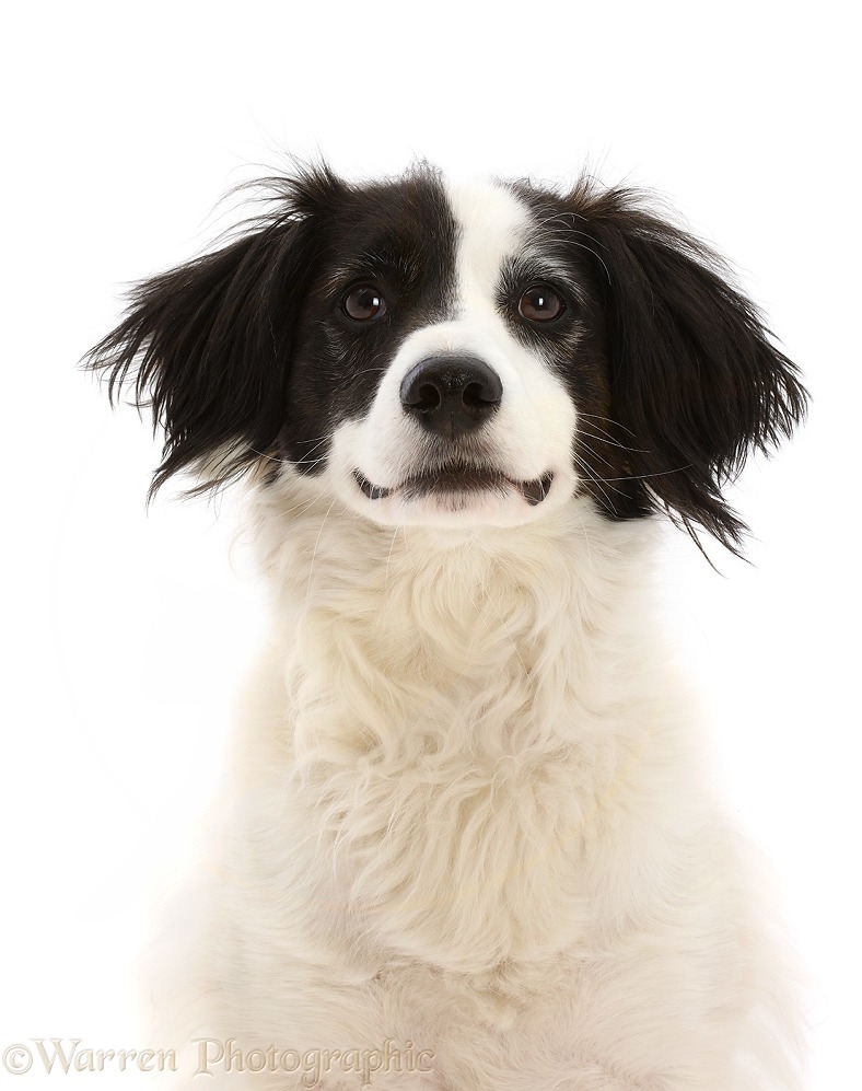 Black-and-white Spaniel x Jack Russell x Labrador dog, Minty, 7 years old, white background