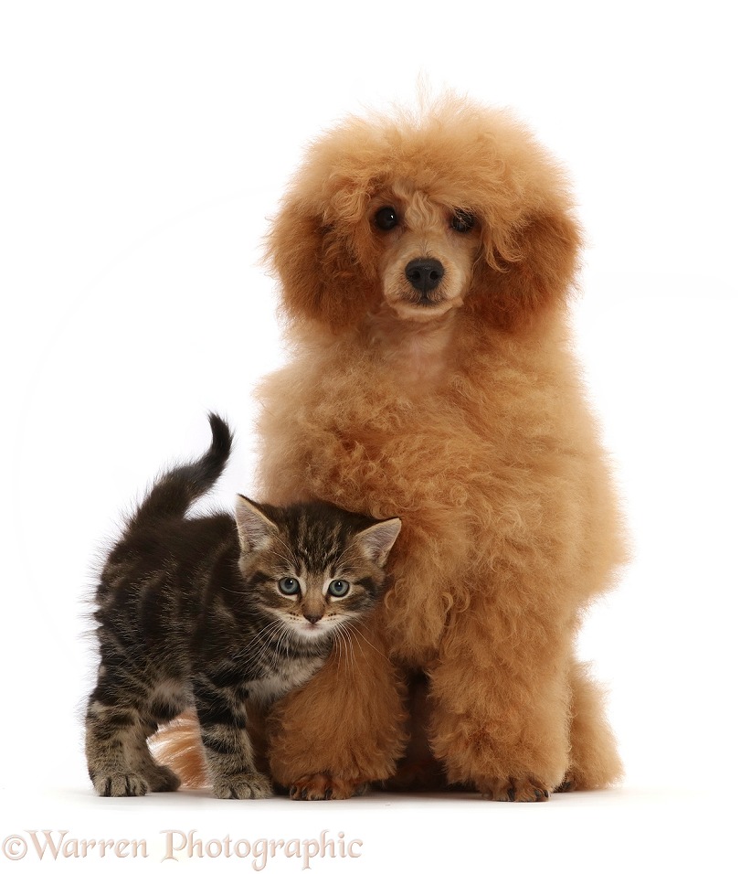 Red toy Poodle and tabby kitten, white background