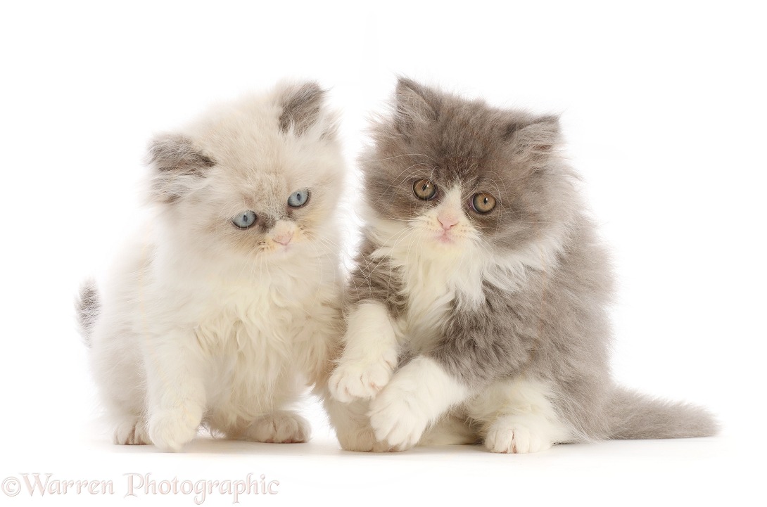 Two Persian cross kittens, white background