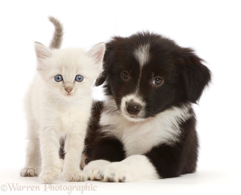 Black-and-white Mini American Shepherd puppy and kitten, white background