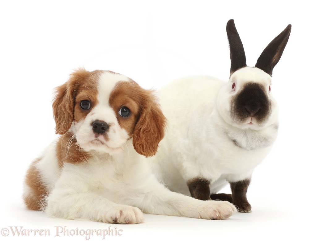 Cavalier King Charles Spaniel puppy and Sable point rabbit, white background