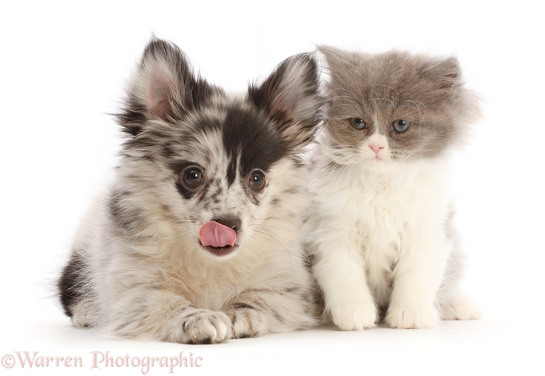 Pomchi puppy, Demi, 3 months old, and blue bicolour kitten, white background