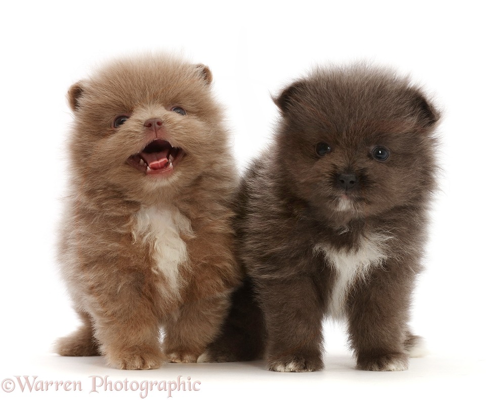 Two Pomeranian puppies standing together, white background