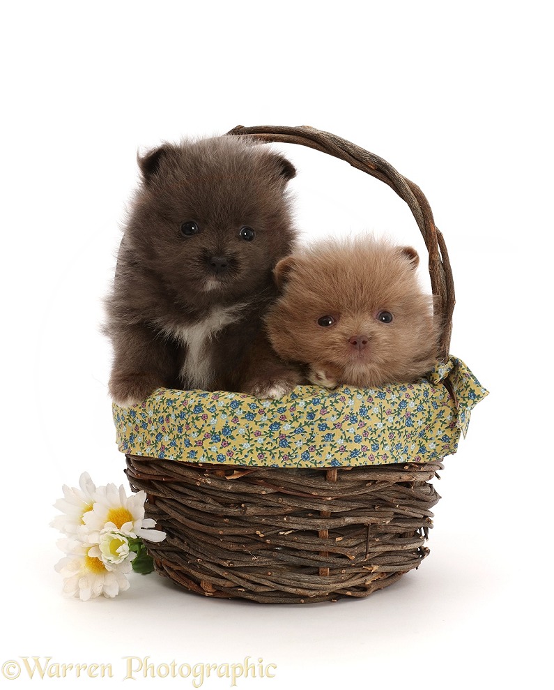 Two Pomeranian puppies in a basket, white background