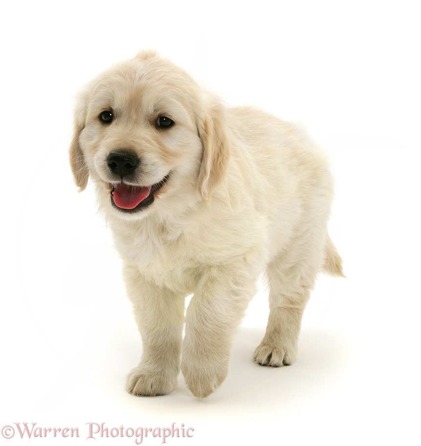 Golden Retriever puppy, walking, white background