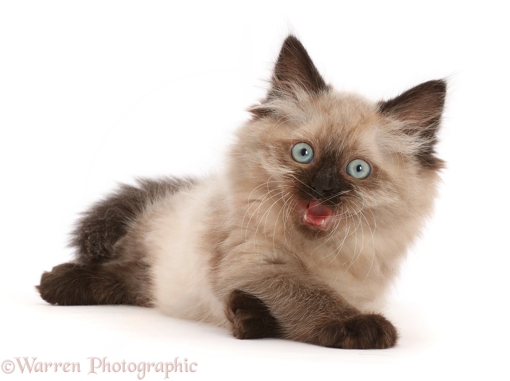 Ragdoll-cross kitten, mouth open, white background