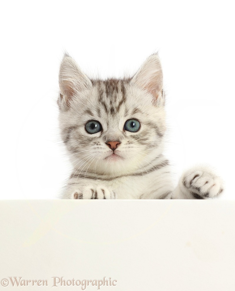 Silver tabby kitten, Misty, 7 weeks old, paws over, white background