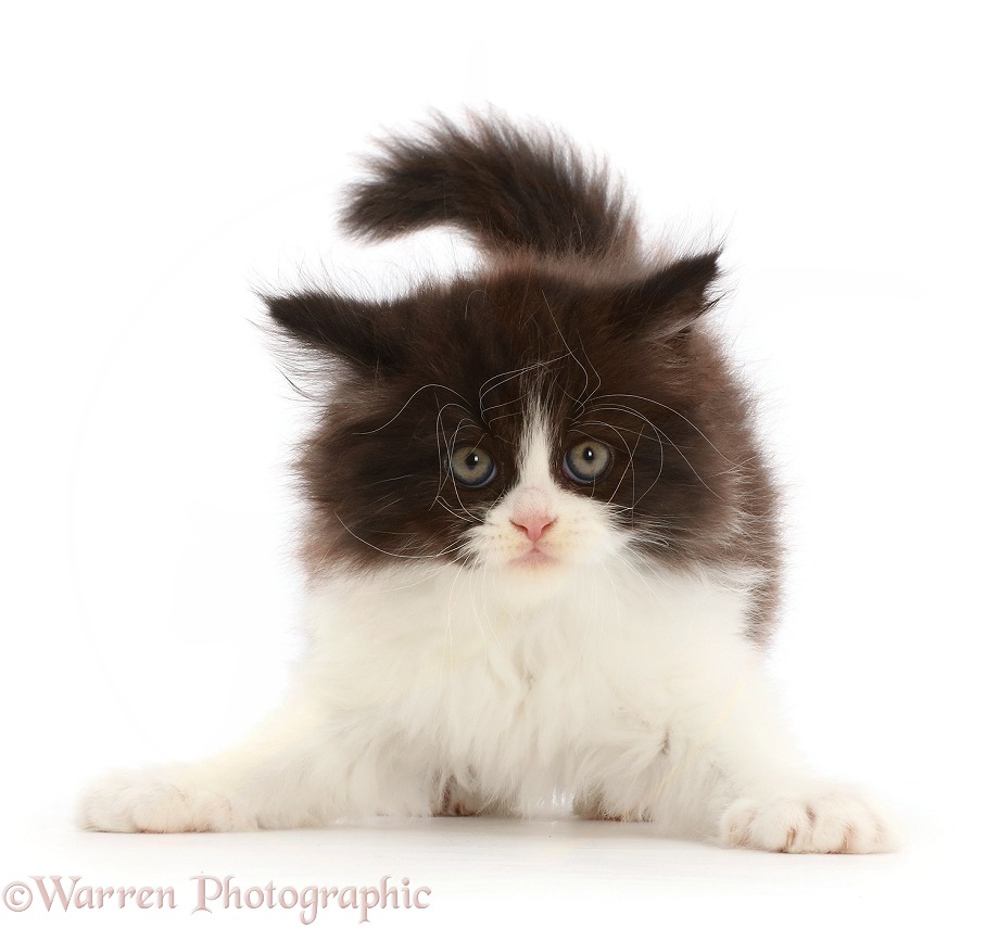 Playful black-and-white kitten, white background